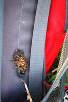 Skorpion mit Nachwuchs in Margits Rucksack &ndash; &copy; Annett Müller (Eberhardt TRAVEL)